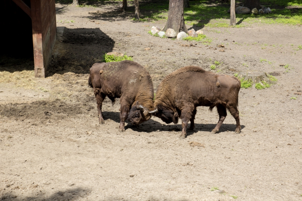 Two bison headbutting between themselves